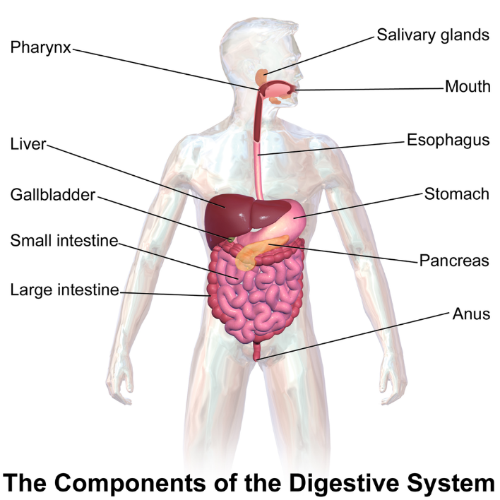 Digestive Components
